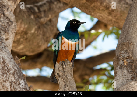 Superb Starling (Glanzstare Superbus) Masai Mara, Kenia, Afrika Stockfoto