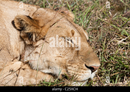 Löwe (Panthera Leo) in der Masai Mara, Kenia, Afrika Stockfoto