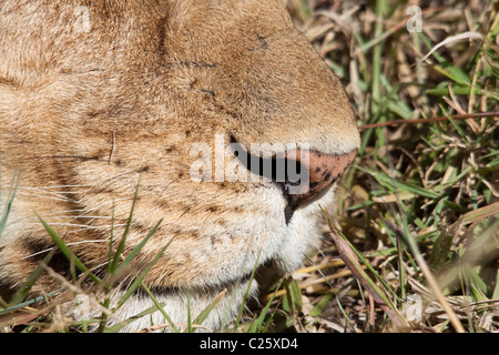 Löwen Gesicht Closeup (Panthera Leo) in der Masai Mara, Kenia, Afrika Stockfoto