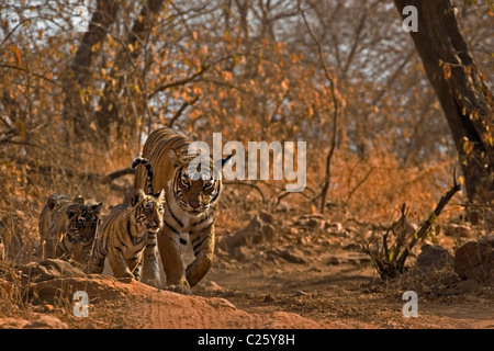 Wilde Tigerin zu Fuß auf den Gleisen mit drei jungen Jungen in Ranthambore Nationalpark Stockfoto