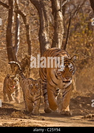 Wilde Tigerin mit drei jungen Jungen in Ranthambore Nationalpark Stockfoto