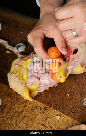 Stock Foto zeigt das Innere eines Huhns mit den verschiedenen Phasen der Entwicklung des Eies. Stockfoto