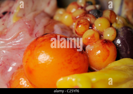 Stock Foto zeigt das Innere eines Huhns mit den verschiedenen Phasen der Entwicklung des Eies. Stockfoto