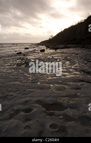 Der Ammoniten Friedhof am Monmouth Beach in Lyme Regis. Hunderte von Fossilien, eingebettet in die Felsen, werden bei Ebbe entdeckt. Dorset, England, Großbritannien. Stockfoto