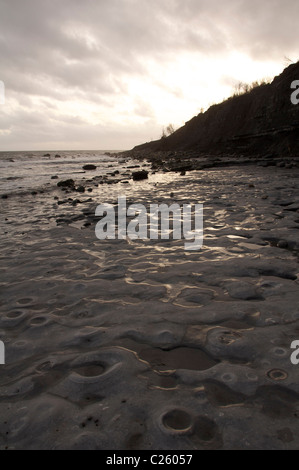 Der Ammoniten Friedhof am Monmouth Beach in Lyme Regis. Hunderte von Fossilien, eingebettet in die Felsen, werden bei Ebbe entdeckt. Dorset, England, Großbritannien. Stockfoto