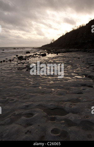 Der Ammoniten Friedhof am Monmouth Beach in Lyme Regis. Hunderte von Fossilien, eingebettet in die Felsen, werden bei Ebbe entdeckt. Dorset, England, Großbritannien. Stockfoto