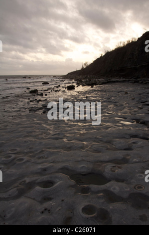 Der Ammoniten Friedhof am Monmouth Beach in Lyme Regis. Hunderte von Fossilien, eingebettet in die Felsen, werden bei Ebbe entdeckt. Dorset, England, Großbritannien. Stockfoto