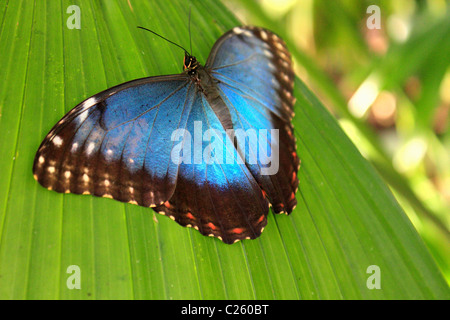 Blauen Morpho Morpho Peleides Schmetterlingsflügel öffnen auf Blatt in Wisley Gewächshaus Surrey England UK Stockfoto