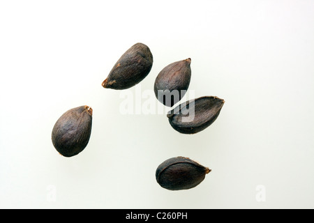 Fünf Apple Samen Stockfoto