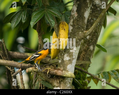 Baltimore Oriole (männlich) zu überwintern in Costa Rica, Fütterung auf Bananen Stockfoto