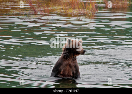 Grizzly Bär, Ursus Arctos Horriblis, Brooks River, Katmai Nationalpark, Alaska, USA Stockfoto