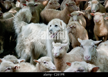 Maremma oder Abruzzese Sheepdog, der Finn-Dorset Schafe bewacht oder hütet, Stone Barns Center for Food and Agriculture, Pocantico Hills, New York, USA Stockfoto