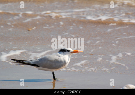 Raubseeschwalbe am Strand Stockfoto