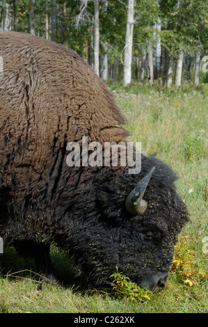 Großen Bull Bison Profil steht er in einem Feld des Grases. Stockfoto