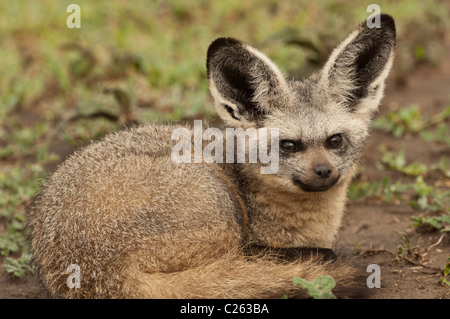 Stock Foto Nahaufnahme von einem Hieb-eared Fuchs zusammengerollt, ruhen. Stockfoto