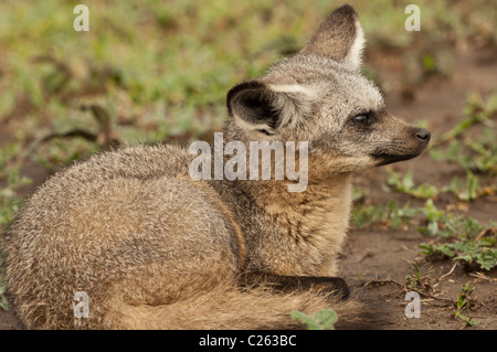 Stock Foto Nahaufnahme von einem Hieb-eared Fuchs zusammengerollt, ruhen. Stockfoto