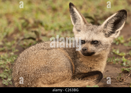 Stock Foto Nahaufnahme von einem Hieb-eared Fuchs zusammengerollt, ruhen. Stockfoto