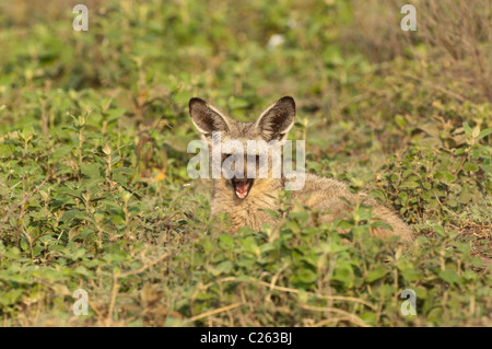 Stock Foto von einem Hieb-eared Fuchs ruht auf der Savanne Ostafrikas. Stockfoto