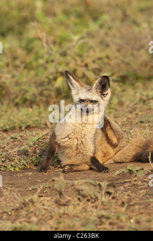 Stock Foto von einem Hieb-eared Fuchs seinen Hals kratzen. Stockfoto