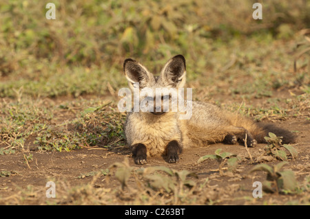 Stock Foto von einem Hieb-eared Fuchs ruht auf der Savanne Ostafrikas. Stockfoto