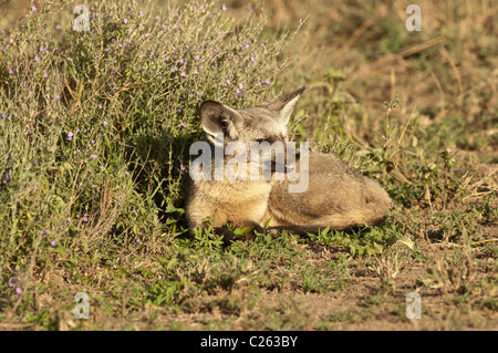 Stock Foto von einem Hieb-eared Fuchs ruht auf der Savanne Ostafrikas. Stockfoto