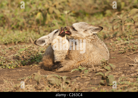 Stock Foto von zwei Hieb-eared Fuchs zusammen zu legen und ein wenig Streitereien. Stockfoto