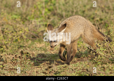 Stock Foto von einem Hieb-eared Fuchs zu Fuß auf die Savanne. Stockfoto