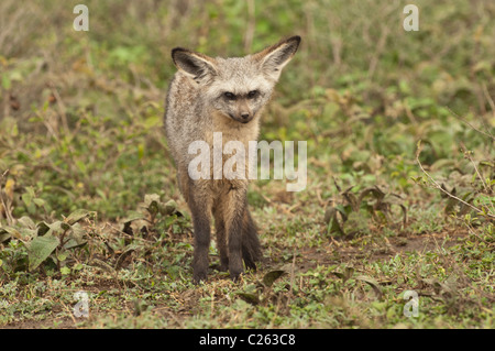 Stock Foto von einem Hieb-eared Fuchs auf die Savanne. Stockfoto