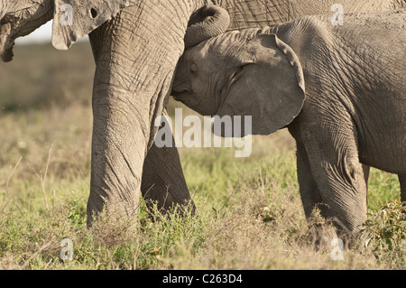 Stock Foto von einem Elefant Kalb Pflege. Stockfoto