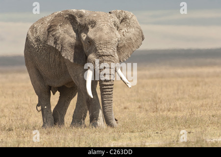 Stock Foto eines afrikanischen Elefanten zu Fuß über die kurze Grasebenen der Ngorongoro Crater. Stockfoto