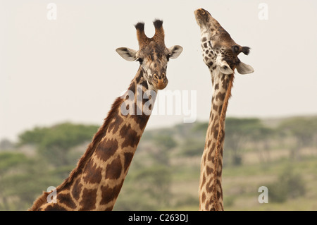 Stock Foto von zwei Masai Giraffe Anzeige Zucht Verhalten mit ihren Hälsen. Stockfoto