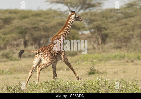 Stock Foto von einem Masai Giraffe läuft Stockfoto