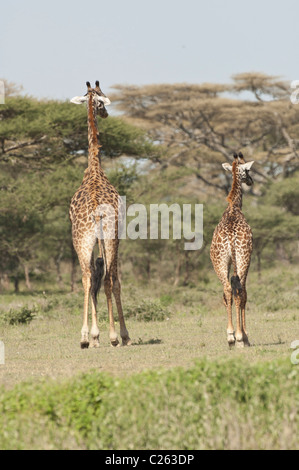 Stock Foto von Giraffen zu Fuß in den Wald von Ndutu. Stockfoto