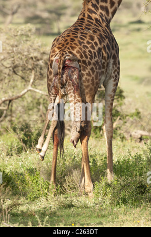 Stock Foto von einer Giraffe Kalb wird tot geboren. Stockfoto