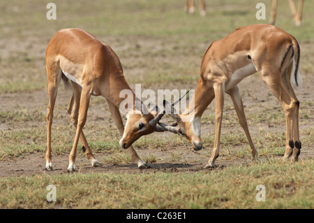 Stock Foto von zwei Grant Gazellen sparring. Stockfoto