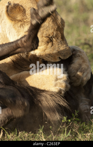 Stock Foto von einem Löwen töten eines Gnus Erstickungstod. Stockfoto