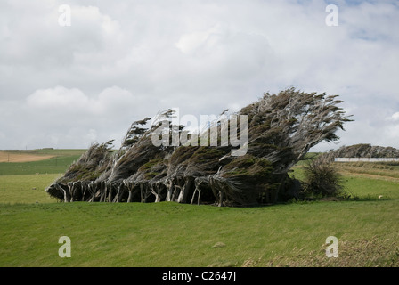 Windigen Küsten Bäume am Slope Point in den Catlins Region, Südinsel von Neuseeland Stockfoto