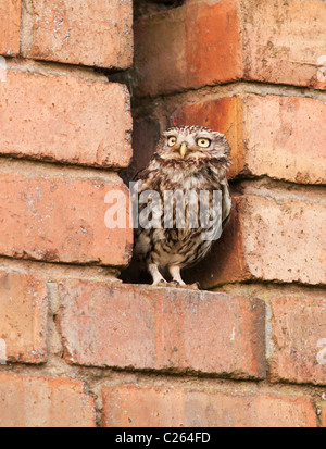 Wilder Steinkauz (Athene noctua) thront außerhalb der alten roten Backsteingebäude, Leicestershire Stockfoto