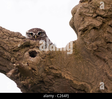 Wilde Steinkauz (Athene Noctua) thront außerhalb Nest Loch Stockfoto