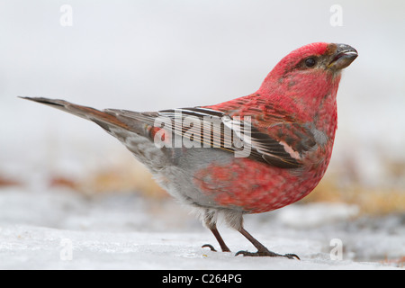 Kiefer Grosbeak Pinicola Enucleator männlich trinken aus gefrorenen Teich im Wald der Taiga im Norden Finnlands Stockfoto