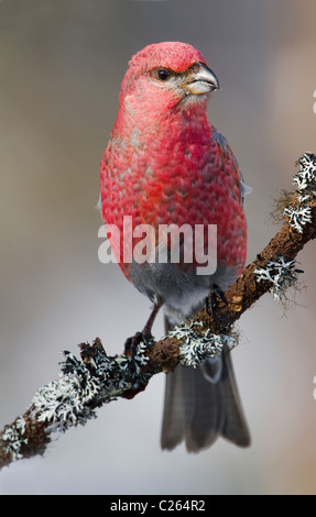 Kiefer Grosbeak Pinicola Enucleator männlich auf Flechten bedeckt Niederlassung in Taiga-Wald im Norden Finnlands Stockfoto