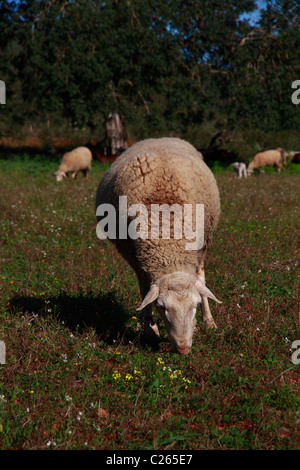 Schwanger Schafbeweidung auf einem Feld Stockfoto