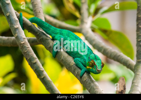 Pantherchamäleon, endemische aus Madagaskar Stockfoto