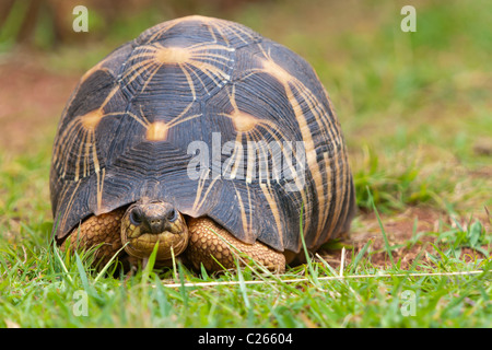 Die ausgestorbene Schildkröte, endemischen Schildkröte aus südlich von Madagaskar Stockfoto