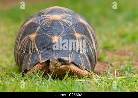 Die ausgestorbene Schildkröte, endemischen Schildkröte aus südlich von Madagaskar Stockfoto