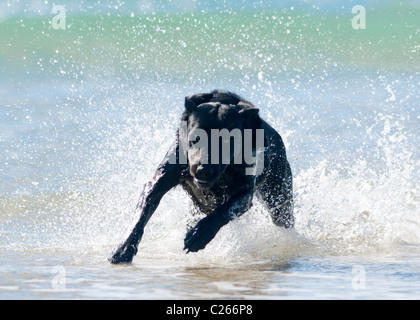 Labrador im Wasser laufen. Stockfoto