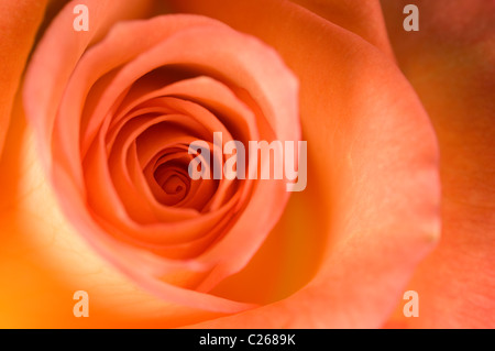 Rose, Pfirsich farbigen, teilweise Detailansicht. Stockfoto