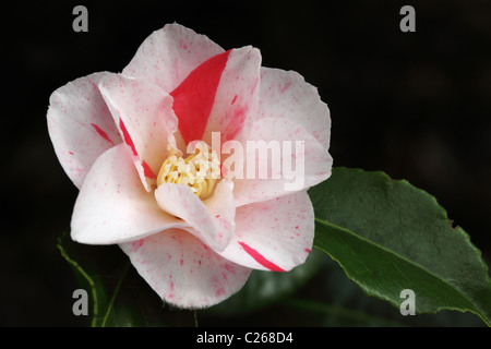 Nahaufnahme einer rosa-weißen Camellia Japonica vor dunklem Hintergrund. Blüte in einem englischen Garten, England, Großbritannien Stockfoto
