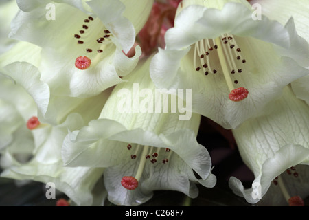 Nahaufnahme eines wunderschönen Rhododendron Macabeanum, das im Frühjahr in einem englischen Garten in England blüht Stockfoto