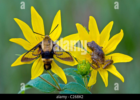 Kolibri Moth Macroglossum Stellatarum & Spring Peeper Frosch Hyla Crucifer auf Woodland Sonnenblume Helianthus Divaricatus E USA Stockfoto